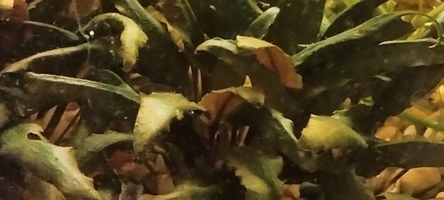  cryptocoryne wendtii - Picture 1 of 8