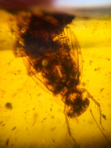 adult Cretaceous roach Burmite Myanmar Burmese Amber insect fossil dinosaur age - Picture 8 of 9
