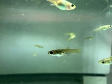 30 High Quality Dumbo Elephant Ear Guppy Mix (Hybrid) Fry - FREE Shipping