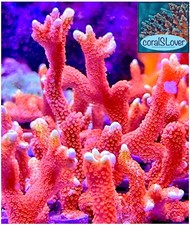 Forest Fire Montipora Digitata Aquaculture Saltwater SPS Coral. Grown in USA