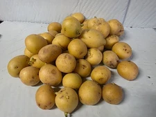 Fresh Baby Seed Potatoes~Yellow and Red~Fingerling Gourmet Assorted Mix GMO-FREE