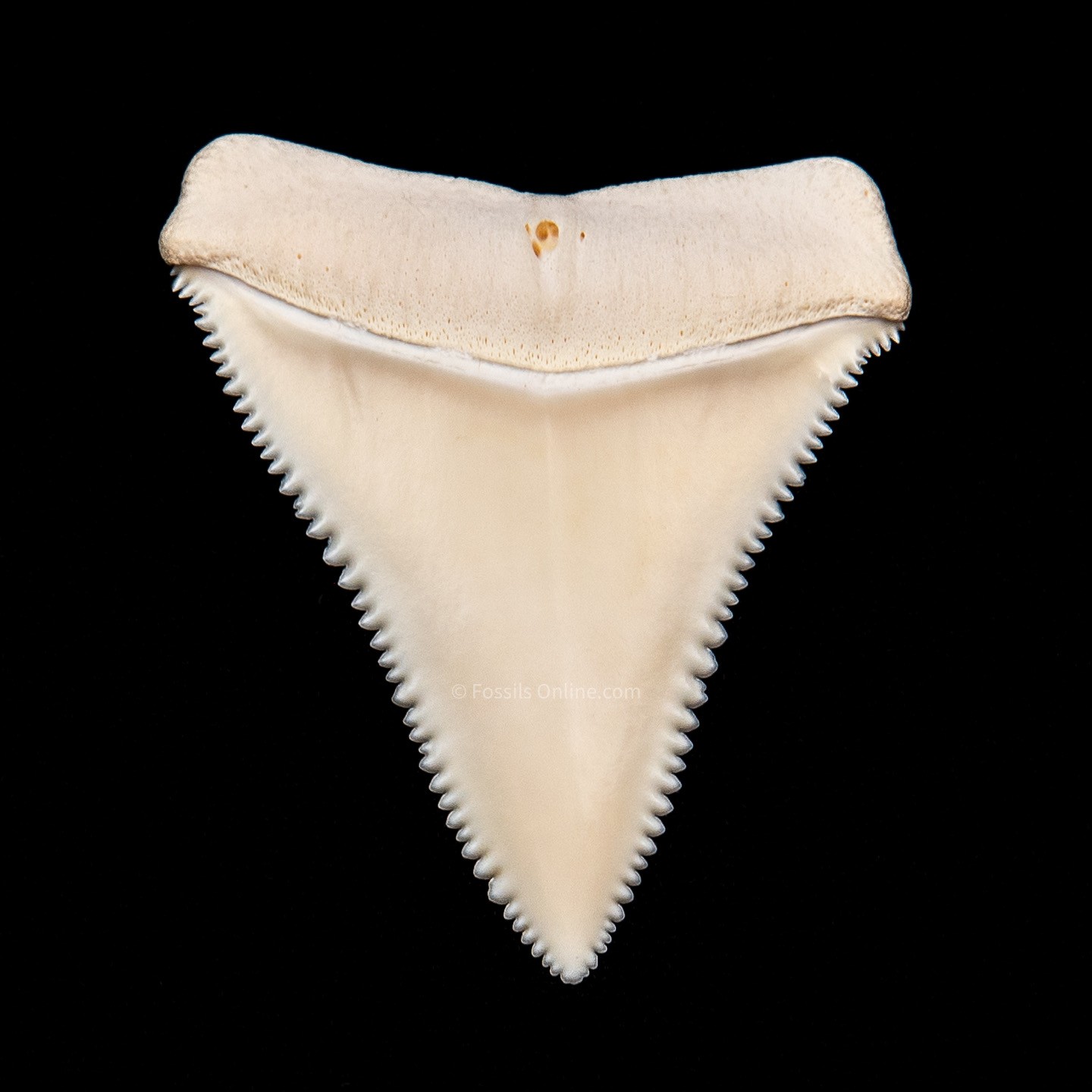 Gem Modern Great White Tooth 1.83"ex Gordon Hubbell 3356