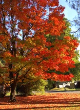 Sugar Maple, Acer saccharum, Tree Seeds (Fall Colors, Hardy)