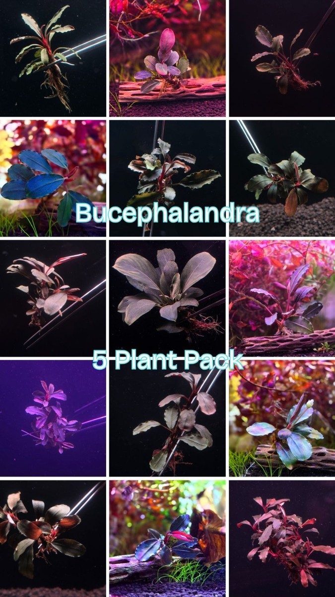 Bucephalandra 5 Pack Plant Pack Buce Epiphyte Aquascaping Aquarium