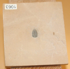 Menomonia Semele Mittelkambrium Trilobite - Sammlung - Aufl&ouml;sung 1063 Utah