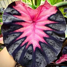 Colocasia Bulb Venus New Hybrid Tuber (Includes All Import Duties And Taxes)