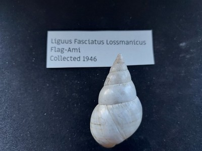 #009 Liguus Fasciatus Lossmanicus, Flag-Ami, coll. 1946, 50.1mm land snail shell