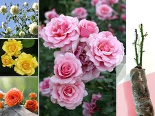 FRAGRANT CLIMBING / BUSH ROSE GARDEN PERENNIAL SHRUB BARE ROOT