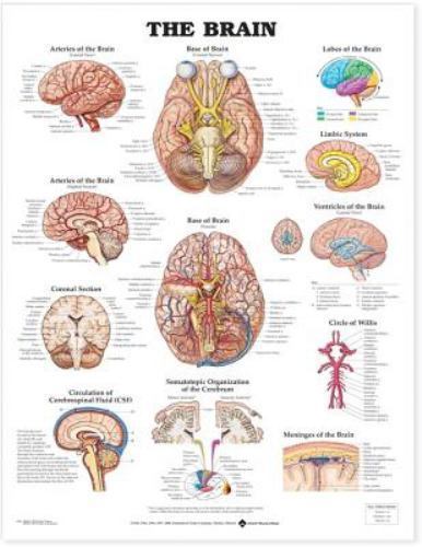 Brain Anatomical Chart by Anatomical Chart Company (2000, Wallchart)