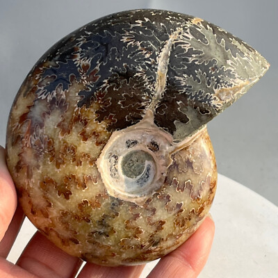 360g Natural conch Ammonite specimens of Madagascar FF6