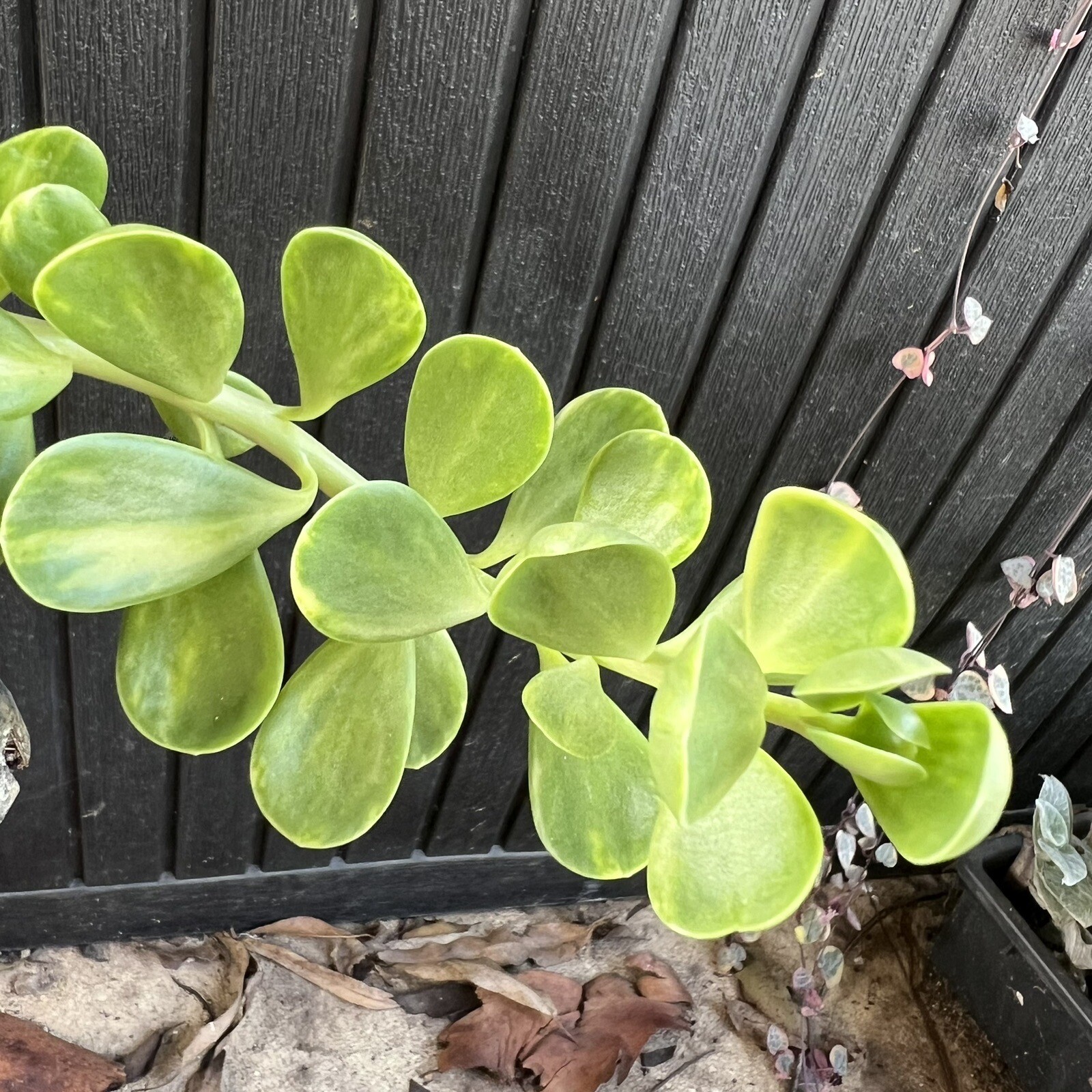 Variegated Trailing Jade - Senecio jacobsenii variegata - Hanging Plant ...