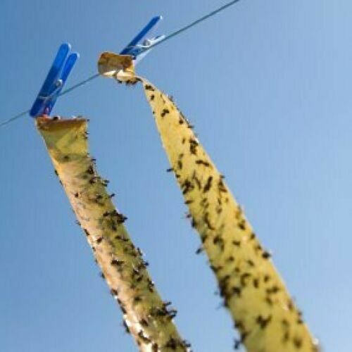 10 Fly Insect Catcher Paper Sticky Glue Bug Trap Strong Roll Tape Strip ...