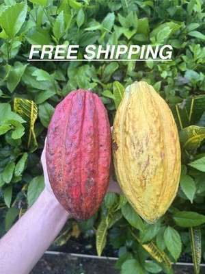 2 Fresh Organic Cacao Pods Natural Cocoa Fruit Premium Tropical Quality 