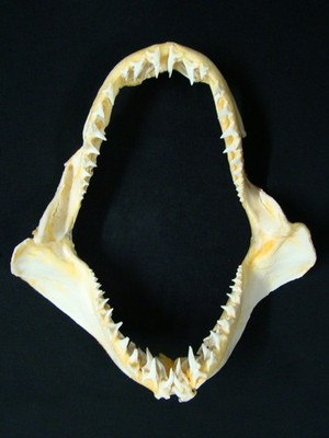 MAKO Shark Jaws Haigebiss Isurus Oxyrinchus Taxidermy Big Game Haifischgebiss