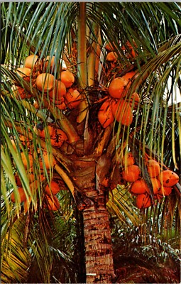 Coconut Palm Trees in their regal splendor in FLORIDA CHROME POSTCARD D17