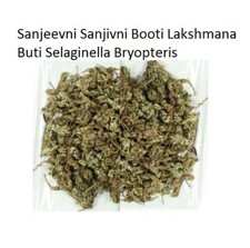 Sanjeevni Sanjivni Booti Lakshmana Buti Selaginella Bryopteris 50gm 1.7 OZ 