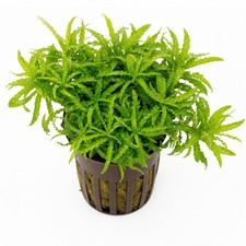 Pogostemon Helferi