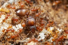 7 Electric Queen Ants 200+ workers & brood. Immortal Colonie. Insects Feeder .
