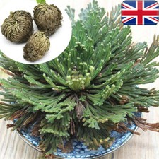 Resurrection-Rose-Of Jericho Live Magic Plant Dinosaur Air Fern Spikes Moss NEW