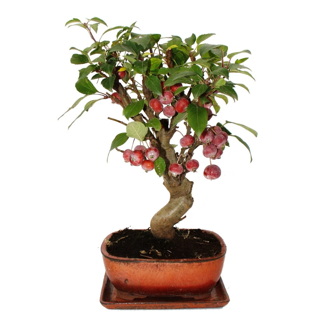 efeutute silvery ann Scindapsus pictus 'Silvery Ann'  VI Plant Shop