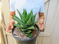 Aloe nobilis Succulent