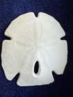 Arrowhead Sand Dollar 3 1/2x3 1/4” Sea Shell Natural Beach Ocean Shell Keyhole — photo 1