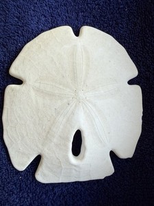 Arrowhead Sand Dollar 3 1/2x3 1/4” Sea Shell Natural Beach Ocean Shell Keyhole