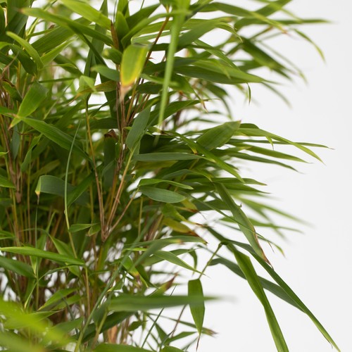 Bamboe - Set van 2 - Fargesia nitida 'Gansu' - Hoogte 50-70cm - ⌀17cm - Afbeelding 6 van 7