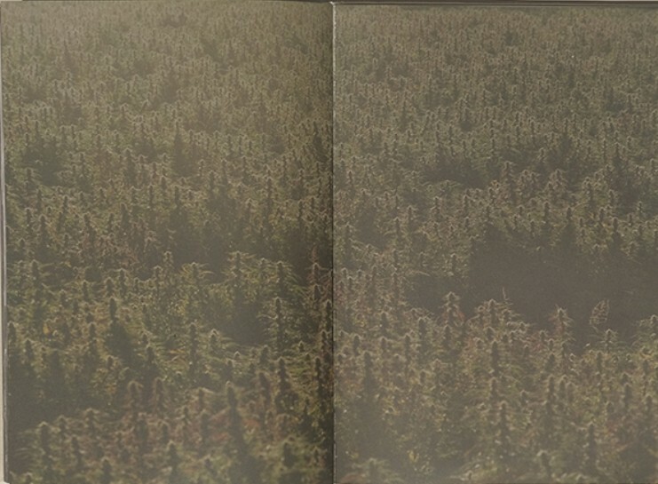 Purienne / Pierrot - Wandering and Learning | eBay