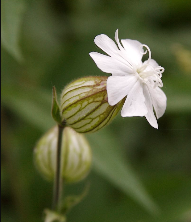 White Campion Wild Flower Seeds Silene Alba SLYNE GARDEN eBay