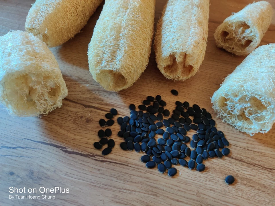 30 Semillas de Calabaza Luffa / Mướp Hương para temporada 2025. Vendedor de Estados Unidos Foto 3 de 4