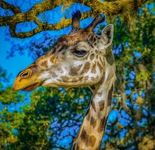 Original Art Zoo Giraffe Wildlife Digital Download Art Photography Print By JD