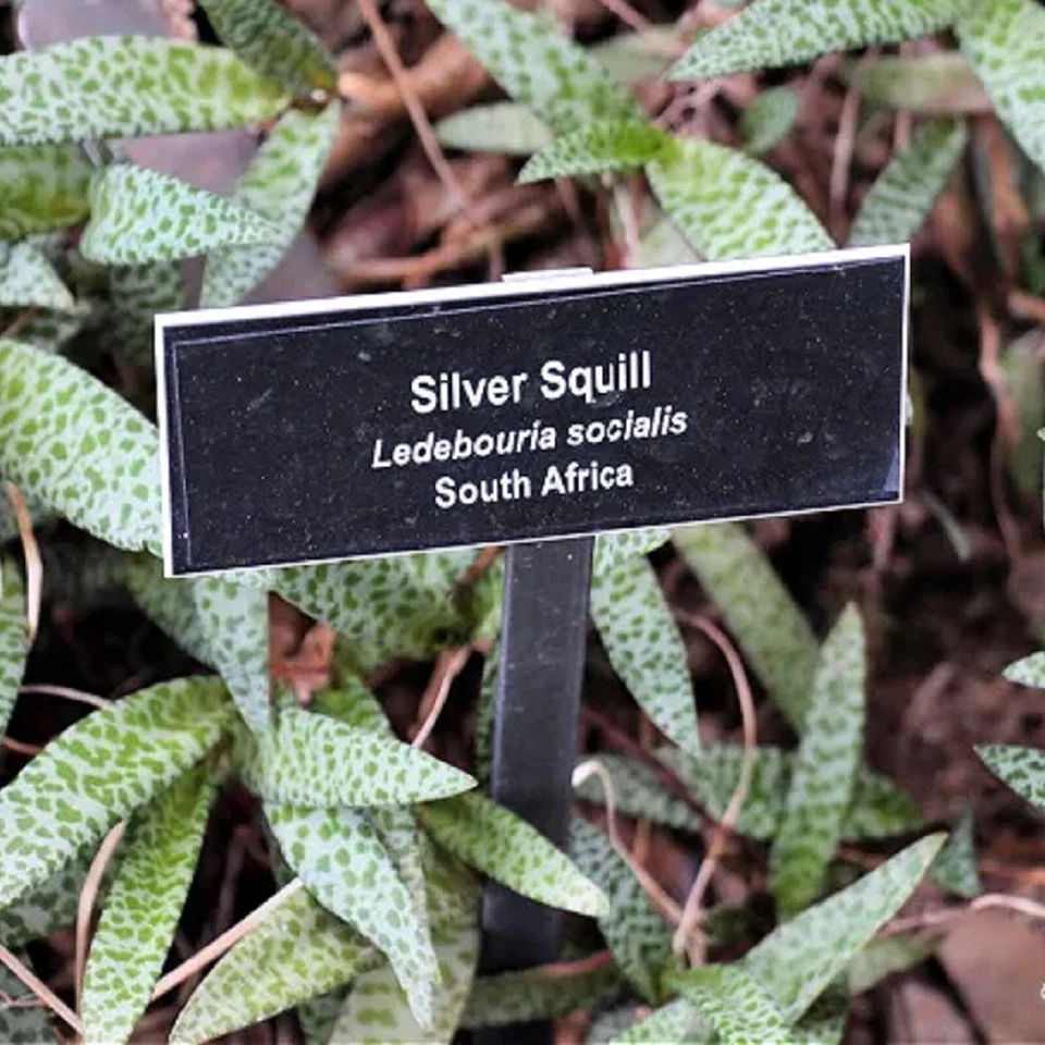 ~Leopard Lily~ Ledebouria Socialis Violacea Variegated Silver Squill Potd PLANT - Image 3 of 4