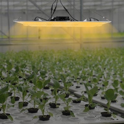 Indoor Grow Horticulture 660W LM301B Aluminum Plate Grow Led Lamp Full Spectrum
