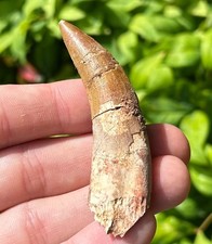 BIG Suchomimus Dinosaur Tooth Fossil from Niger 2.71” Spinosaurus Relative