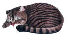 NEW BATH MAT SLEEPING CAT WALL DORM FUN ANY ROOM 35 x 19 x 1/8 inch GRAY STRIPE