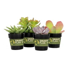SMART PLANET 2.5 in. Assorted Succulents Plants (4-Pack)