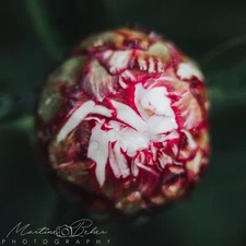 Pink Fuscia White Rose Bud Wall Art Print Various Sizes Fine Art Photography 