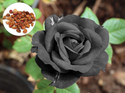 Black Rose Flower Petals