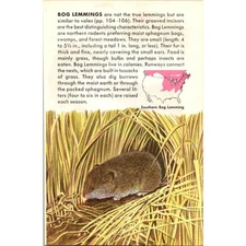 Bog Lemmings Not True Lemmings But Similar To Voles 1955 Mammal Picture SAJ3-H9
