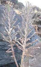 Kalanchoe Delagoensis plante grasse. Lot de 12 Propagules /boutures/ Plantules