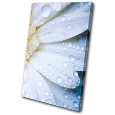 Floral Daisy Flower SINGLE CANVAS WALL ART Picture Print VA