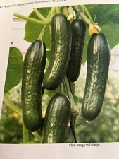 25 MANNY F1 Beit-Alfa Cucumber Seeds One bag of 25 seeds. FREE SHIPPING