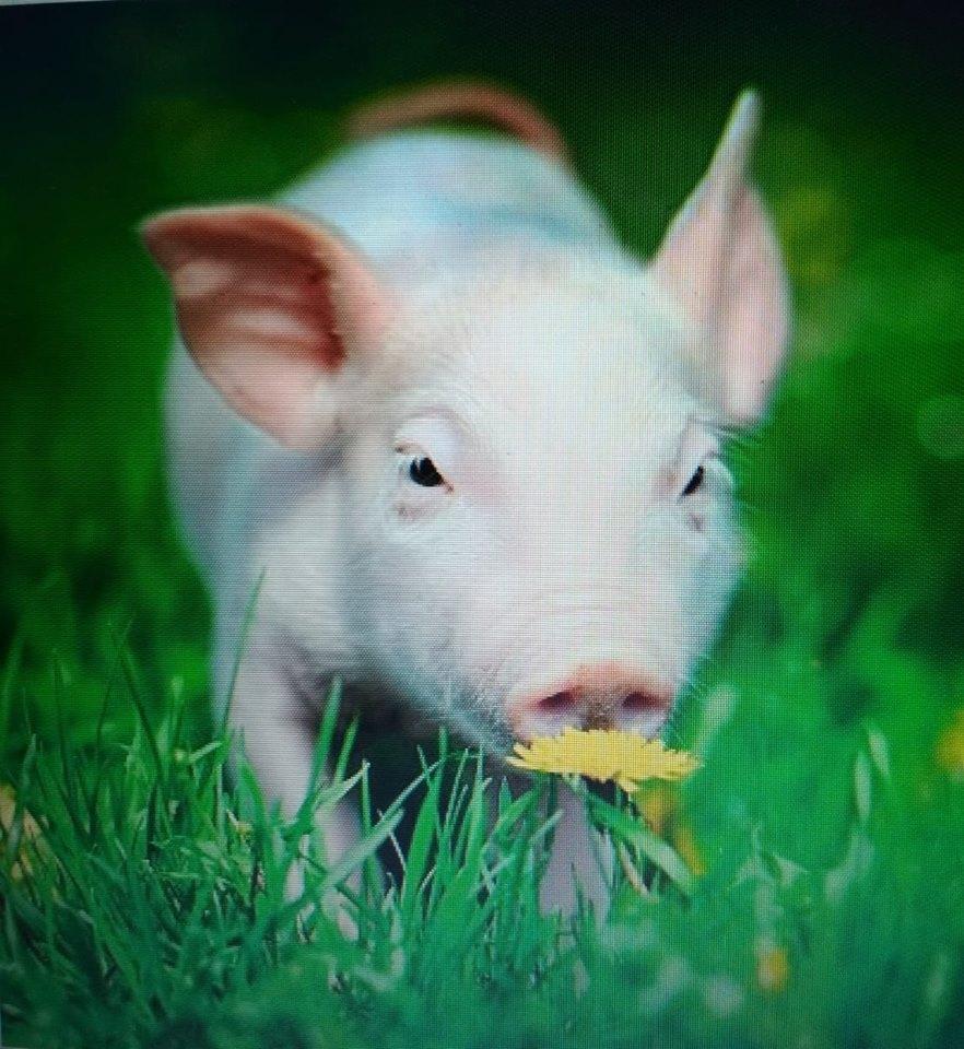 Ani'mates 3D Holographic Card - Piglet
