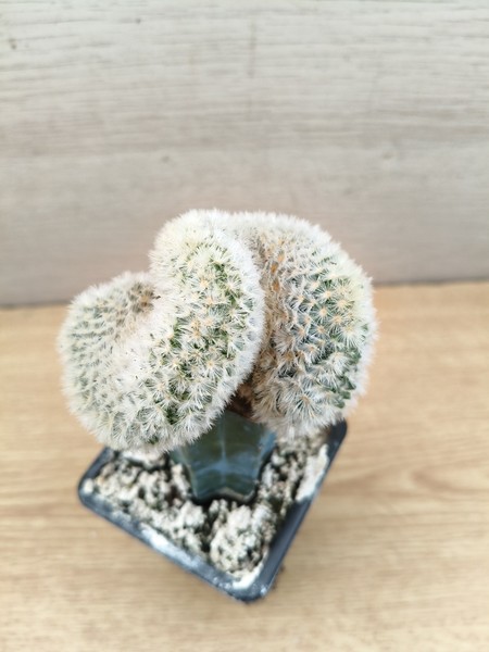 9835 MAMMILLARIA Carmenae Cristata  7,0cm. Injerto.