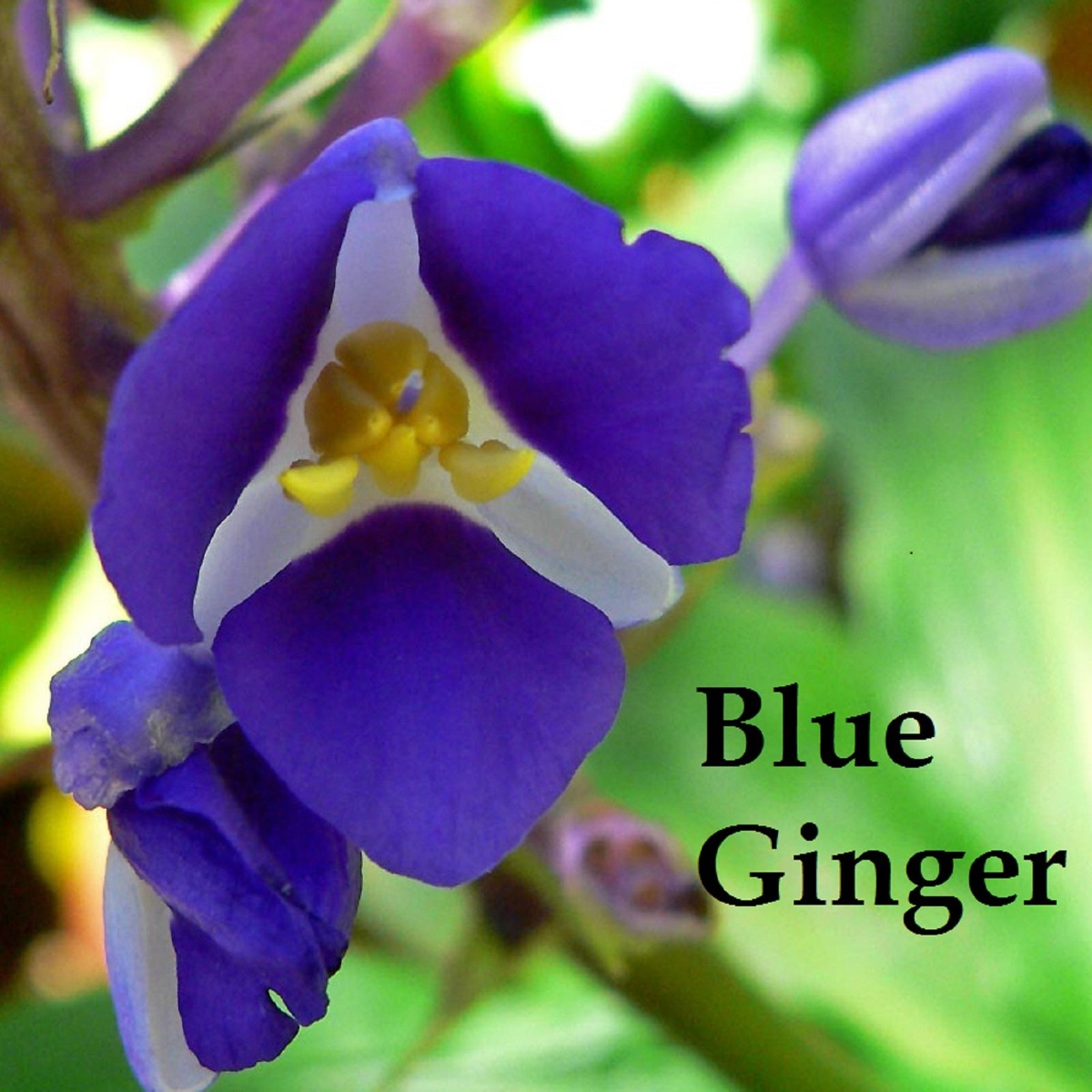 SAPPHIRE BLUE GINGER~ Gorgeous TROPICAL-Dichorisandra thyrsiflora