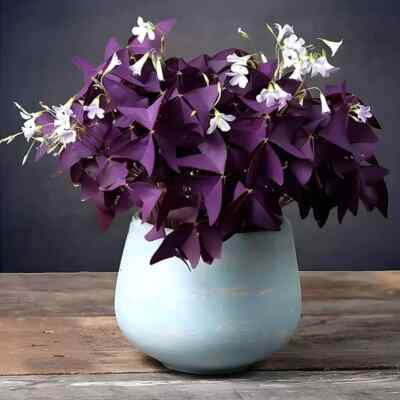 20pcs Oxalis Bulbs Purple Shamrock Bulbs Lucky Flowers Bulbs for Planting Purple