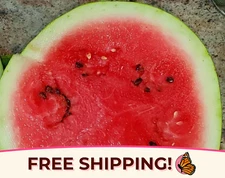 55+ Watermelon Seeds 'Crimson Sweet' | Heirloom, Non-GMO, Fruit Seed, Gardening