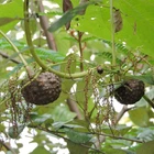 Dioscorea bulbifera, Air Potato, Aerial Yam, Parsnip Yam, Bitter Yam Se eds