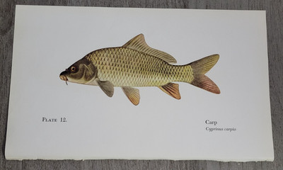 1958 CARP (Cyprinus Carpio) Great Lakes Fish Species Print 5.5x9'' inches